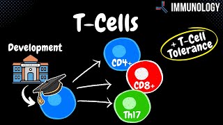 T Cells all you NEED to know  Immunology [upl. by Ahsuat119]