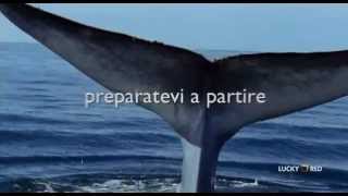 Profondo Blu  BBC  Trailer Documentario [upl. by Drol]