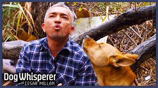 2 Hours Of Dog Whisperer With Cesar Millan Full Episodes Season 9  Compilation [upl. by Ynes]