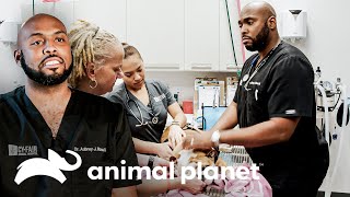 Una mascota tiene un problema en un ojo  Veterinarios de Texas  Animal Planet [upl. by Kcuhc]