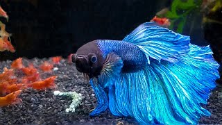 7 Most Popular Betta Tank Mates You Need to Try [upl. by Nanerb]