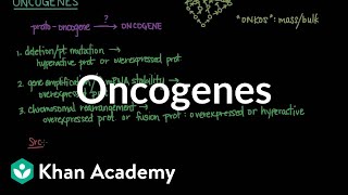 Oncogenes  Biomolecules  MCAT  Khan Academy [upl. by Stanislaus]