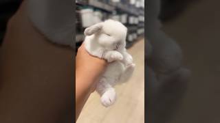 Cute rabbit baby🫵🏻🐇 kitten rabbit rabbitbaby lovecats cuteness ytshorts [upl. by Mulderig]