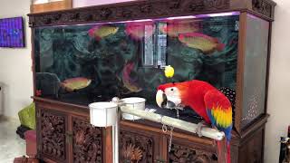 Parrot Talking  Smart And Funny Parrots Video  EP01 [upl. by Aeduj]