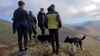 They frightened the life out of me on Carrauntoohill the highest mountain in Ireland [upl. by Dedric]