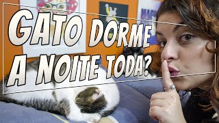 Como Fazer Seu Gato Dormir a Noite  DICA DE GATEIRA [upl. by Celina]