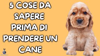 5 Cose Da Sapere Prima Di Prendere Un Cane [upl. by Ydnarb]