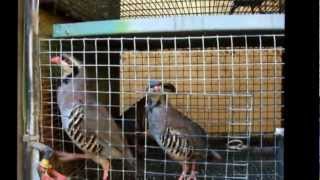 Breeding Partridges amp Quails [upl. by Valenza669]