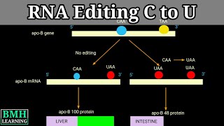 RNA Editing By Nucleotide Substitution  RNA Editing By Deamination  C To U RNA Editing [upl. by Osgood]