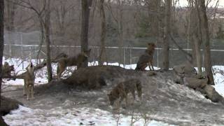 Red Wolf Pack Howling [upl. by Jarita405]