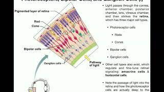 Anatomy  Vision Part 1  Retina Photoreceptors Bipolar Cells amp Ganglion Cells [upl. by Wolk]