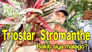 TRIOSTAR STROMANTHE PLANT CARE AND TIPSFILIPINO LIFE IN JAPAN [upl. by Barnes]