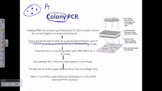 Colony PCR [upl. by Arait295]