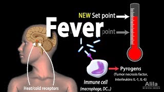 Induction of Fever Control of Body Temperature Hyperthermia Animation [upl. by Hpesoy]