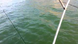 Kerrys big fish catch at Lake Argyle [upl. by Fitzpatrick446]