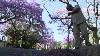 Pretorias Jacaranda trees are an alien problem [upl. by Eanrahs]