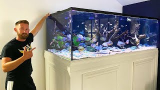 MASSIVE 600 GALLON CENTRAL AMERICAN CICHLID TANK [upl. by Michale813]