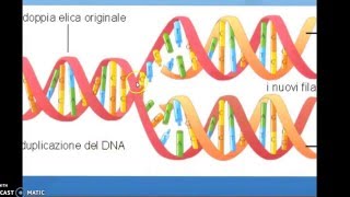 DNA trascrizione e traduzione [upl. by Mariska]