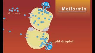 Metformin animation [upl. by Atikram]