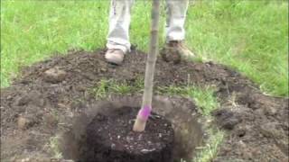 How to plant a potted tree [upl. by Alvan266]