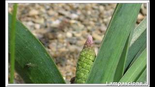 Lampascioni Come riconoscerli Le foglie i fiori e i bulbi del lampascione [upl. by Jahdiel]