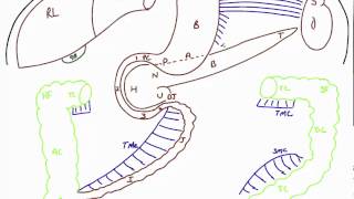 Disposition of Abdominal Viscera [upl. by Jacobsen]