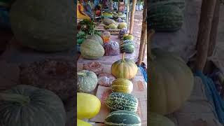 Hybrid Seeds would destroy Goas priceless 4000 years old Agrobiodiversity on display in Canacona [upl. by Akinahs]