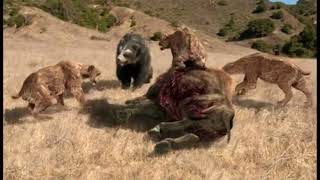 ShortFaced Bear vs Sabertooth Smilodon  Prehistoric Predators Episode 3 [upl. by Eirok]