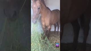 CROTALARIA JUNCEA COMO ALIMENTACION PARA CABALLOS [upl. by Pol244]