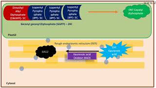 Gibberellin biosynthesis pathway [upl. by Anaer]