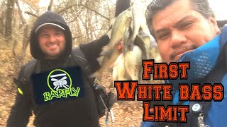 White bass first limit with BarFly Fishing Texas ‼️👍👍 [upl. by Attelrac]