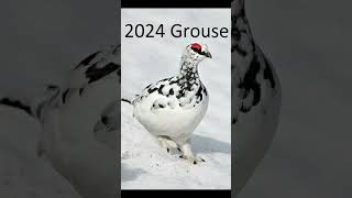 2024 grouse and 5000bce grouse animals grouse trending [upl. by Svend]