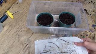 Planting D Binata Multifida Root Cuttings [upl. by Scriven]