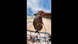 Surgeonfish low price in sibale island handline fishing 4K [upl. by Diane-Marie]