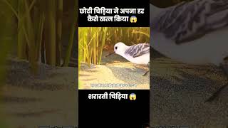 birds motivation story amazing facts 😂 [upl. by Pippa]