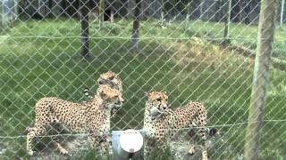 Cheetahs Meowing like Kitty Cats at Orana Wildlife Park in Christchurch New Zealand [upl. by Namron]