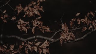 a playlist for a moody autumn dark academia [upl. by Esenej]