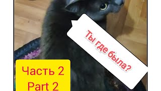 Самый разговорчивый кот встречаетЧаст 2 The most talkative cat meets Part 2  subtitles [upl. by Given]