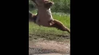 Sloth attack man 😂😂 shortsviral shortsfeed [upl. by Eimile]