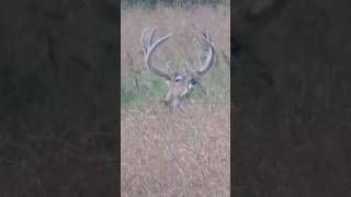 Opening day here in Sask whitetaildeer hunting archery [upl. by Anaillil]