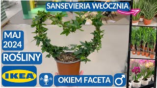 IKEA PROMOCJE‼️ PRZEGLĄD ROŚLIN I KWIATÓW🪴 SKRZYDŁOWIATY I AREKI  RÓŻNE WYMIARY CIEKAWE 🌵 [upl. by Eiliak137]