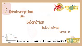 Réabsorption Et Sécrétion Tubulaires Partie 2 Transport Actif Passif Et Transport Maximal Tm [upl. by Nappie]