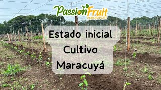 Estado inicial del cultivo de Maracuyá [upl. by Batholomew745]