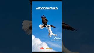 Mitochon face wash health sachai true skills motivation viralvideo cats flying life [upl. by Eirased]