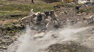 KÖPEKLER BOĞUŞUNCA ORTALIK TOZ DUMAN OLDU [upl. by Henryk]