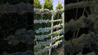 blue Atlas cedar espalier espalier topiary landscape bahçedüzenlemesi bahçetasarımı [upl. by Dorehs604]