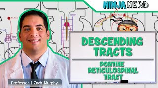 Neurology  Descending Tracts Pontine Reticulospinal Tract [upl. by Ralat211]