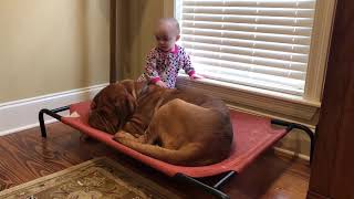 Baby and French Mastiff [upl. by Amled]