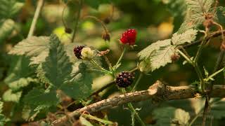 trailing blackberry  Rubus ursinus Identification and characteristics [upl. by Waers]