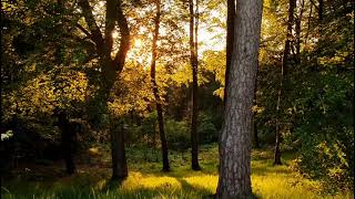 Clent Hills at sunset [upl. by Aseuqram]